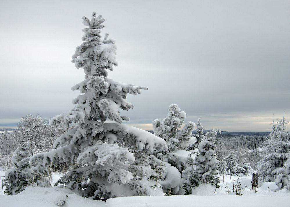 Tannenbaum Foto & Bild spezial, wald, dokumentation Bilder auf