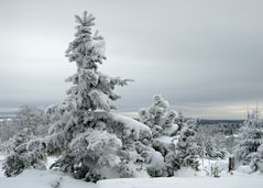  Tannenbaum