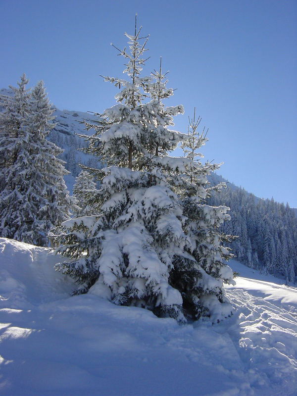 Tannenbaum