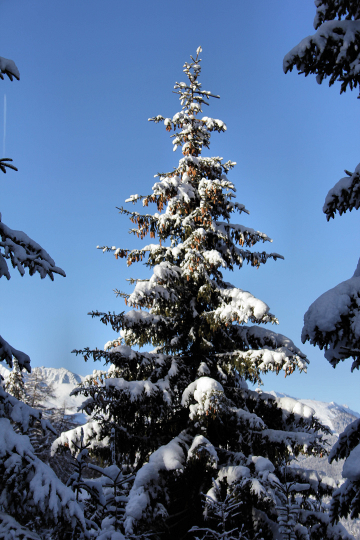 Tannenbaum Foto &amp; Bild | archiv projekte naturchannel, naturprojekte ...