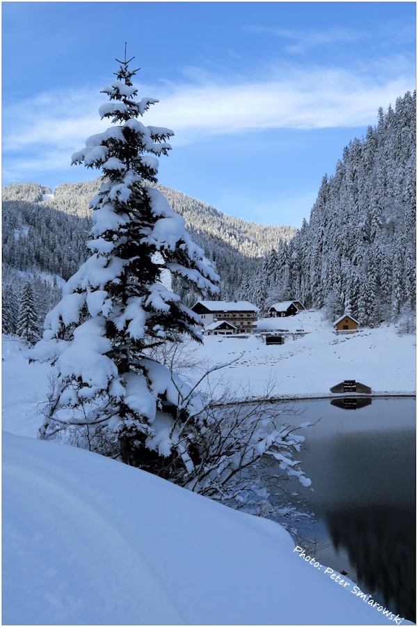 Tannenbaum am Gosausee