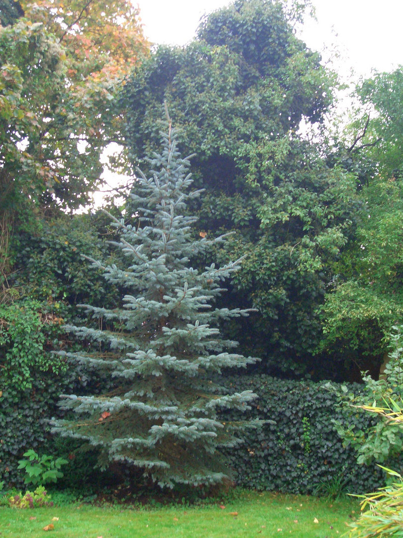 Tannenbaum Foto Bild Landschaft Lebensraume Natur Bilder Auf Fotocommunity