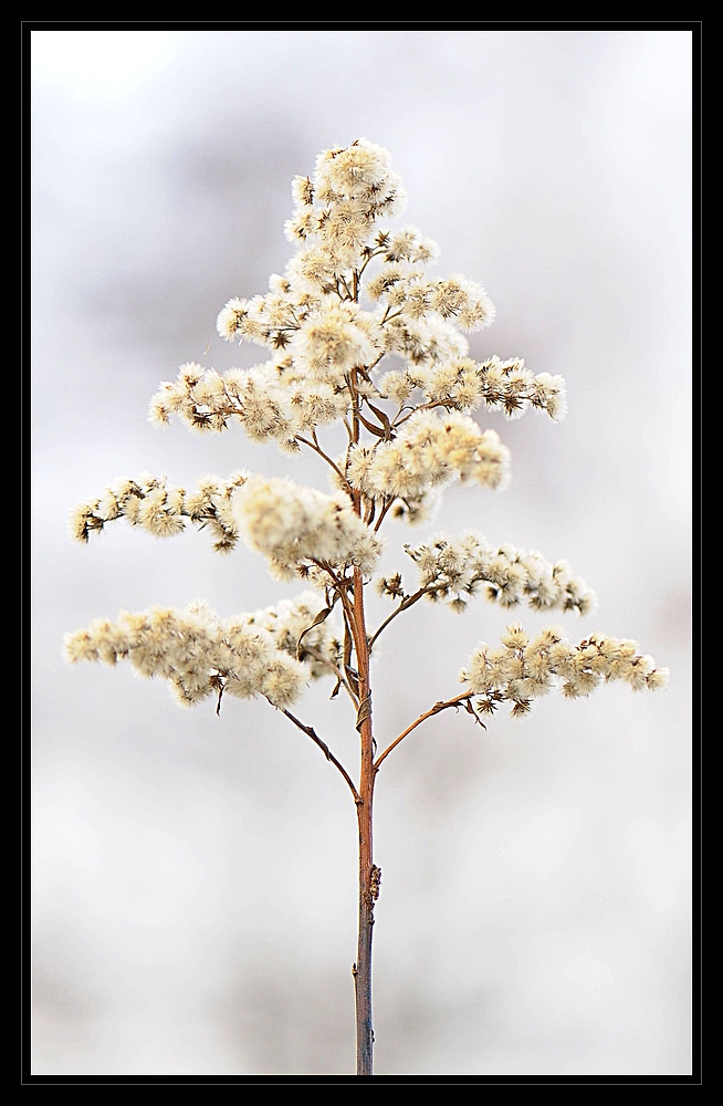 Tannenbaum der besonderen Art