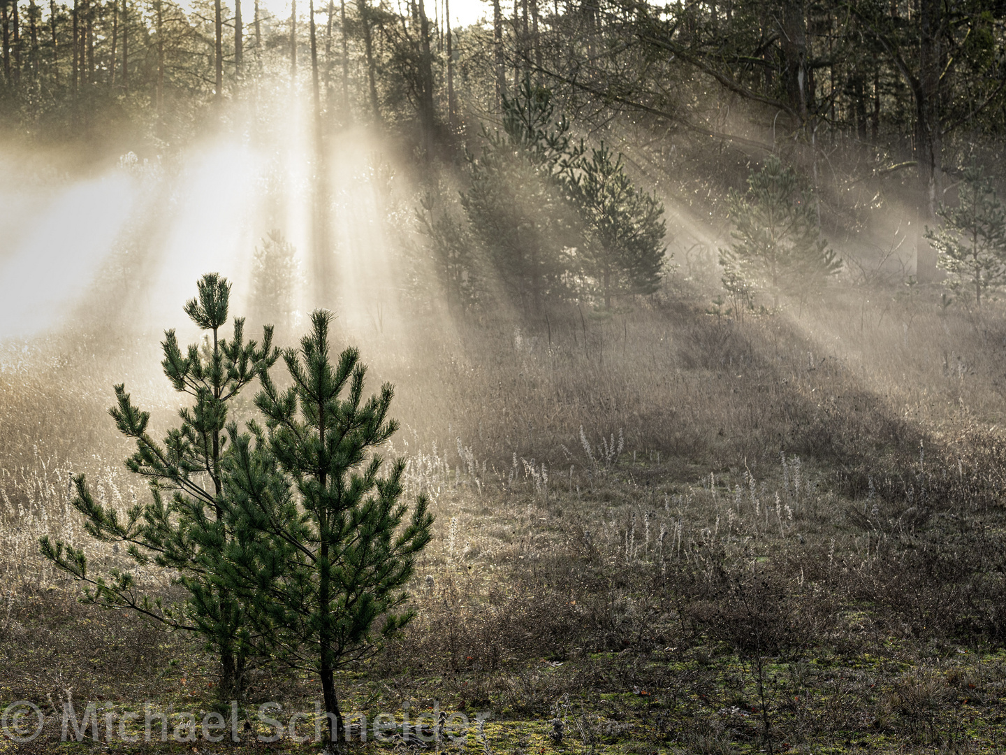 Tannenbaum im Bodennebel