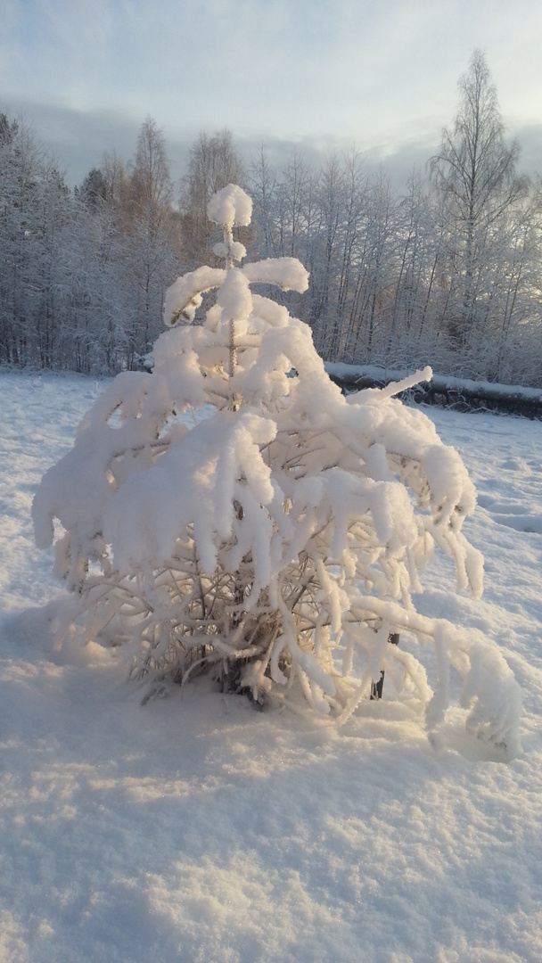 Tannenbaum im Winterkleid