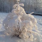 Tannenbaum im Winterkleid