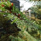 Tannenbaum mit Wasserkugeln