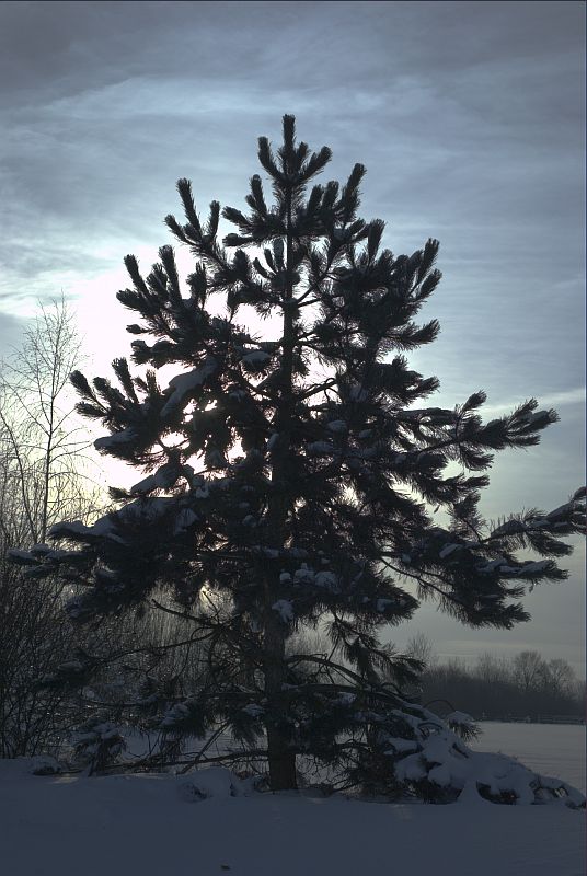 Tannenbaum voller Schnee