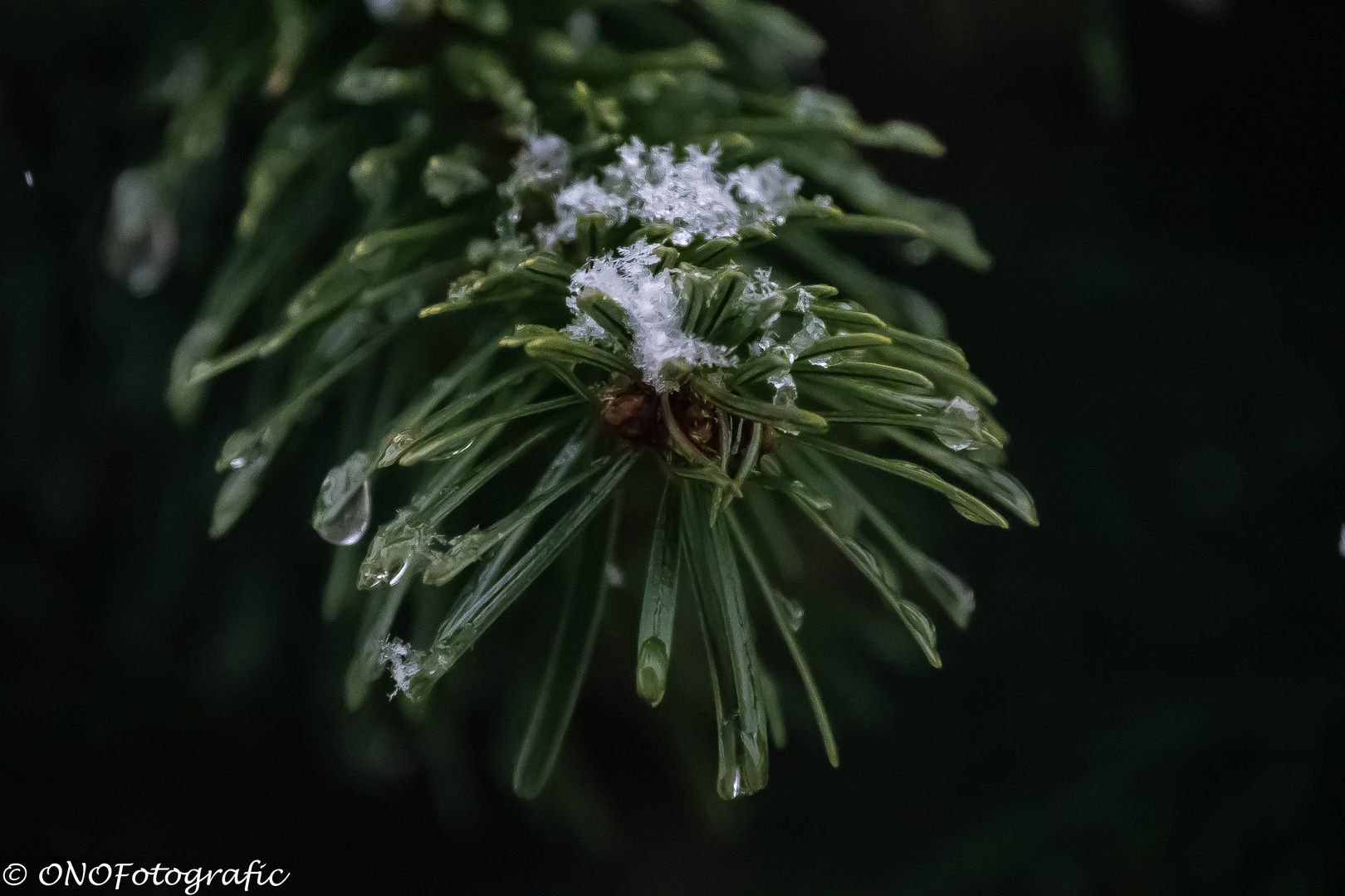 Tannenbaumzweig mit Schneehäubchen