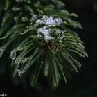 Tannenbaumzweig mit Schneehäubchen