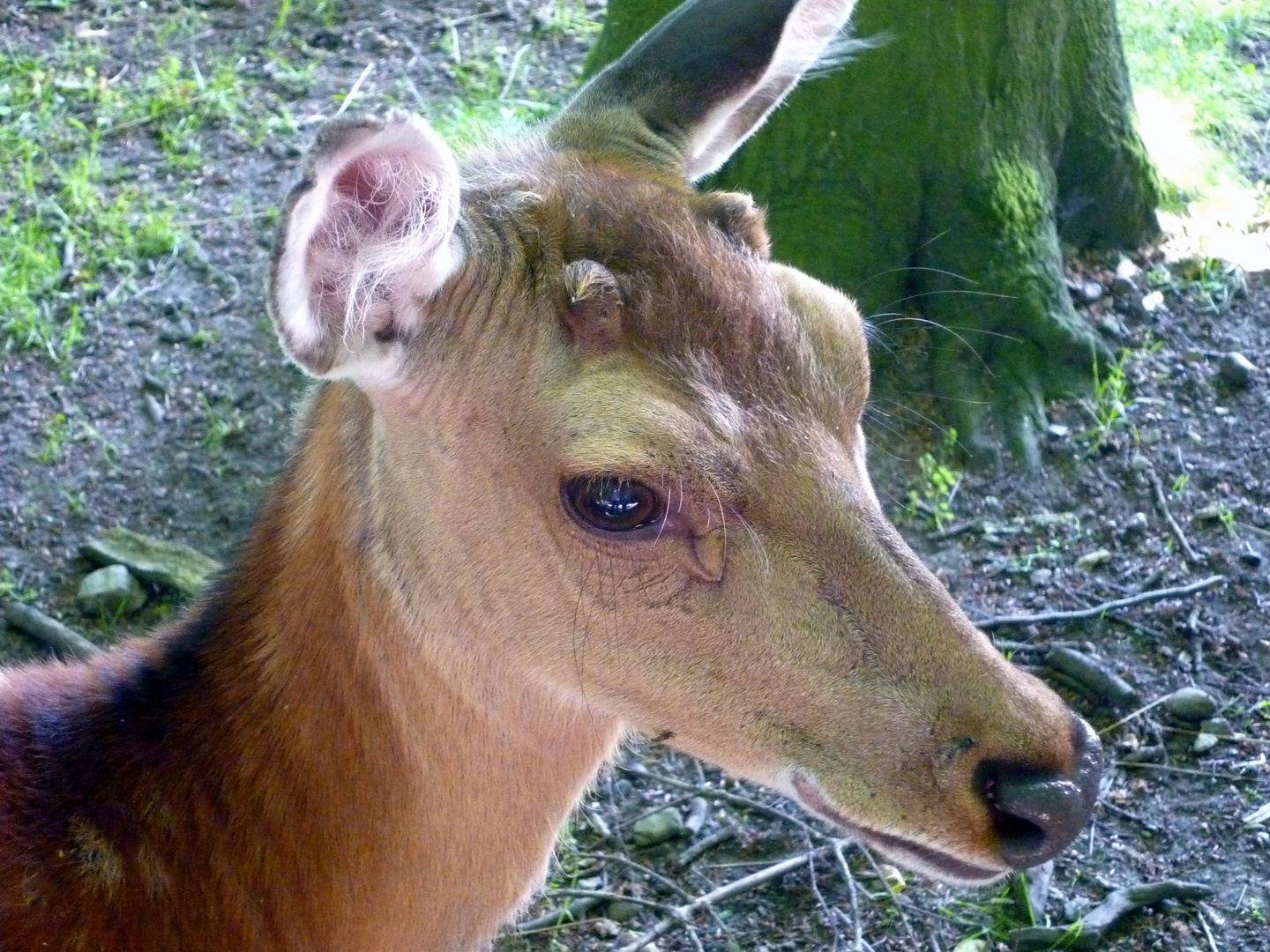 Tannenberger Gehölz 2