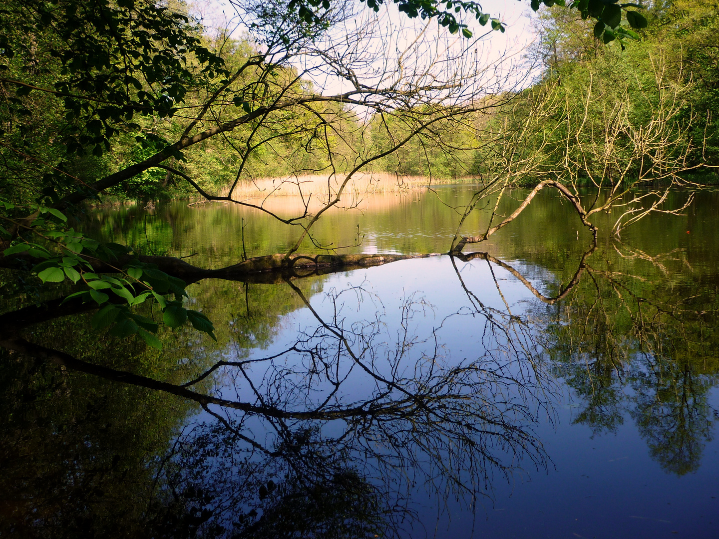 Tannenberger See