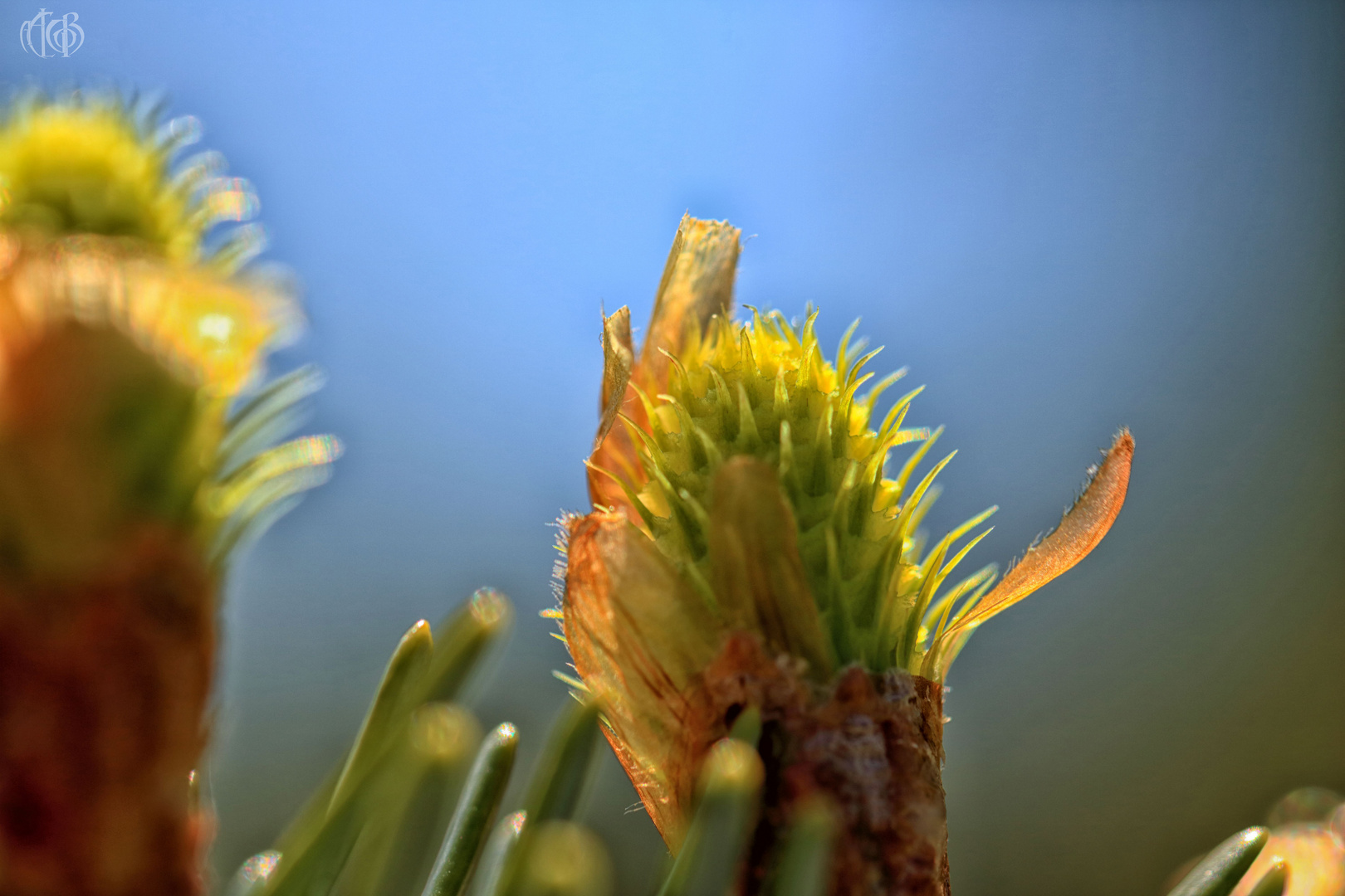 "Tannenblüte"