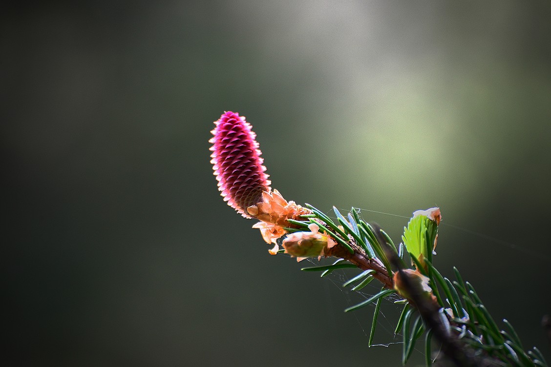 Tannenblüte