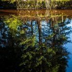 tannengrün und himmelsblau