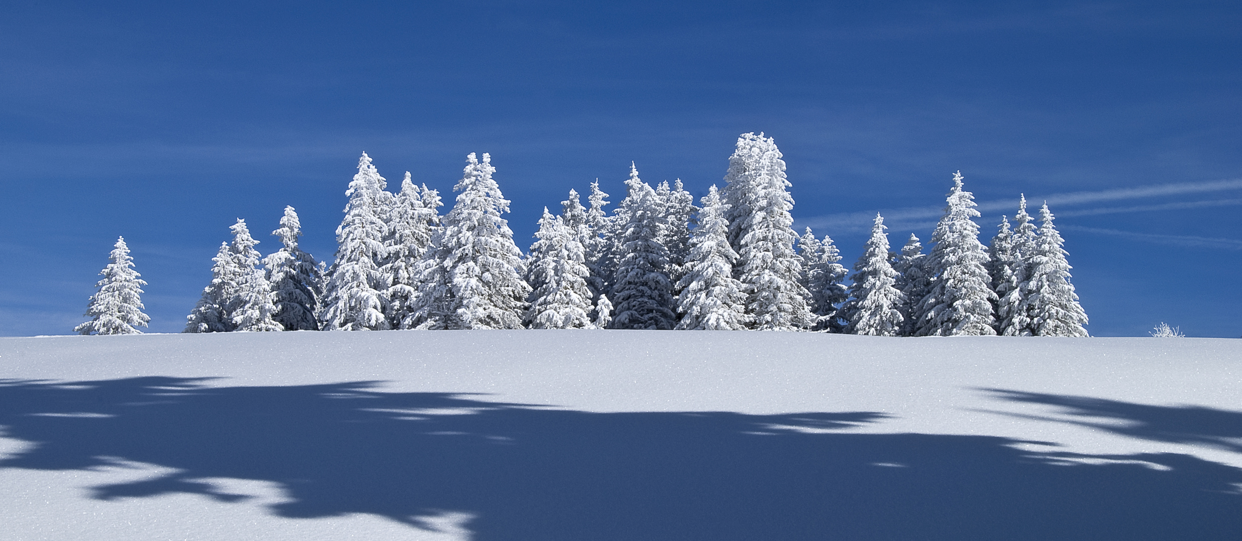 Tannengruppe auf dem Feldberg/Schwarzwald