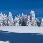 Tannengruppe auf dem Feldberg/Schwarzwald