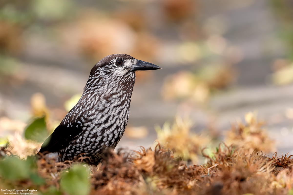 Tannenhäher Foto & Bild tiere, wildlife, wild lebende vögel Bilder