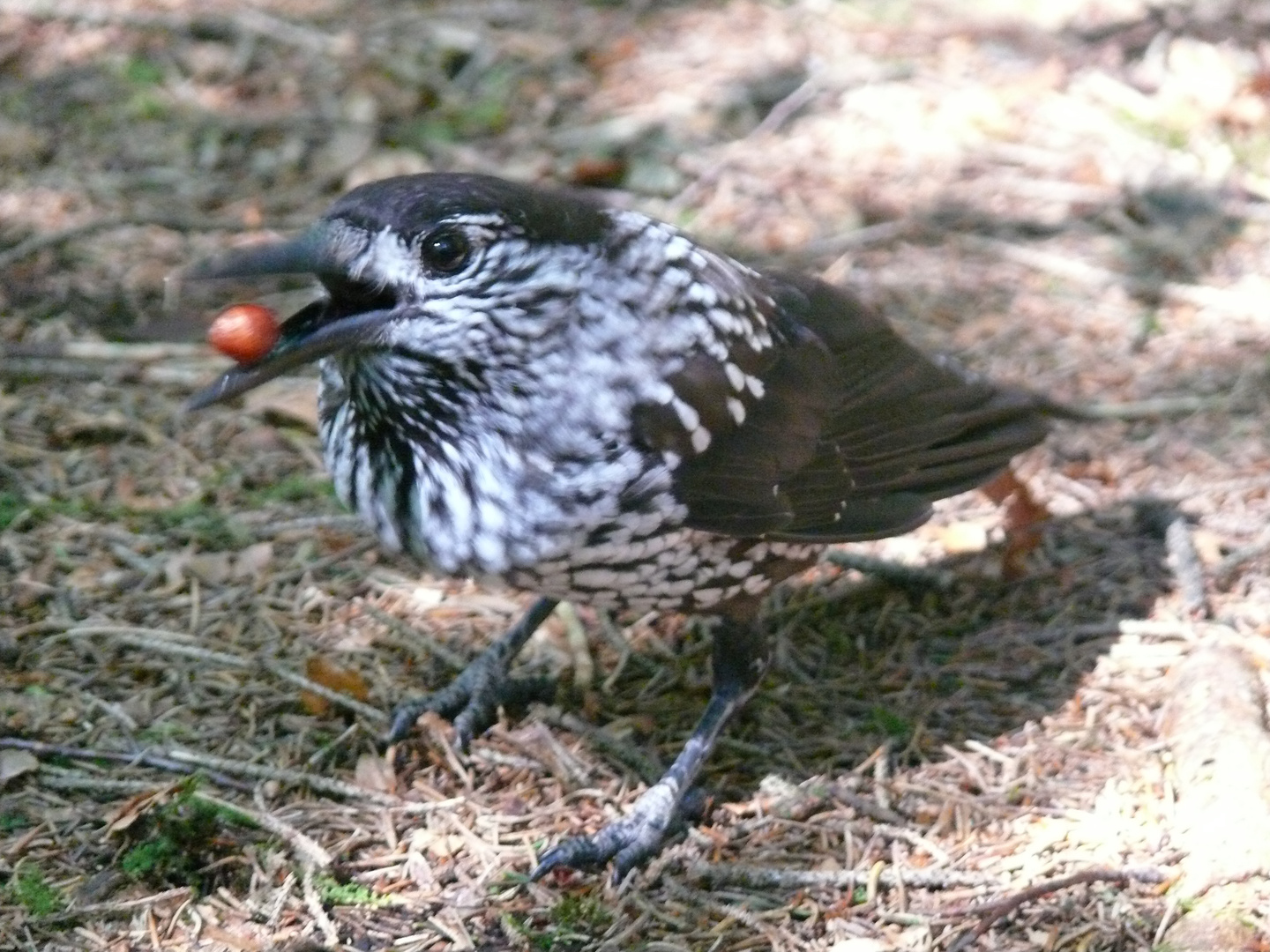 Tannenhäher