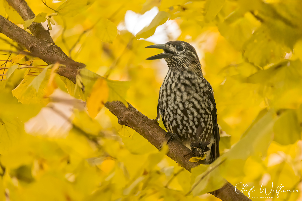 Tannenhäher im herbstlichen Haselnussbusch