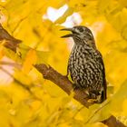 Tannenhäher im herbstlichen Haselnussbusch