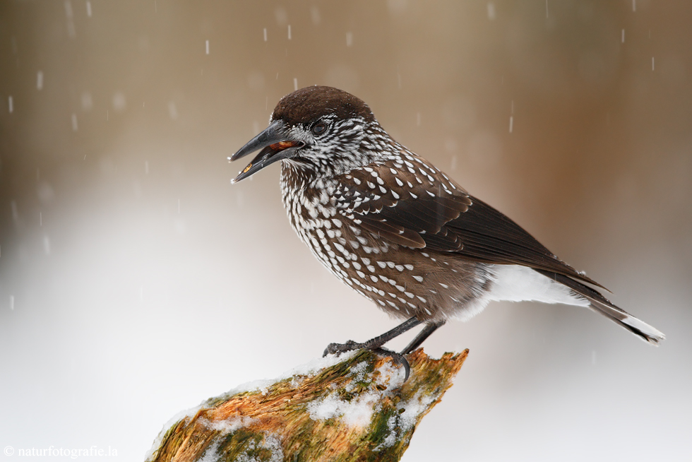 ~ Tannenhäher im Schneetreiben ~