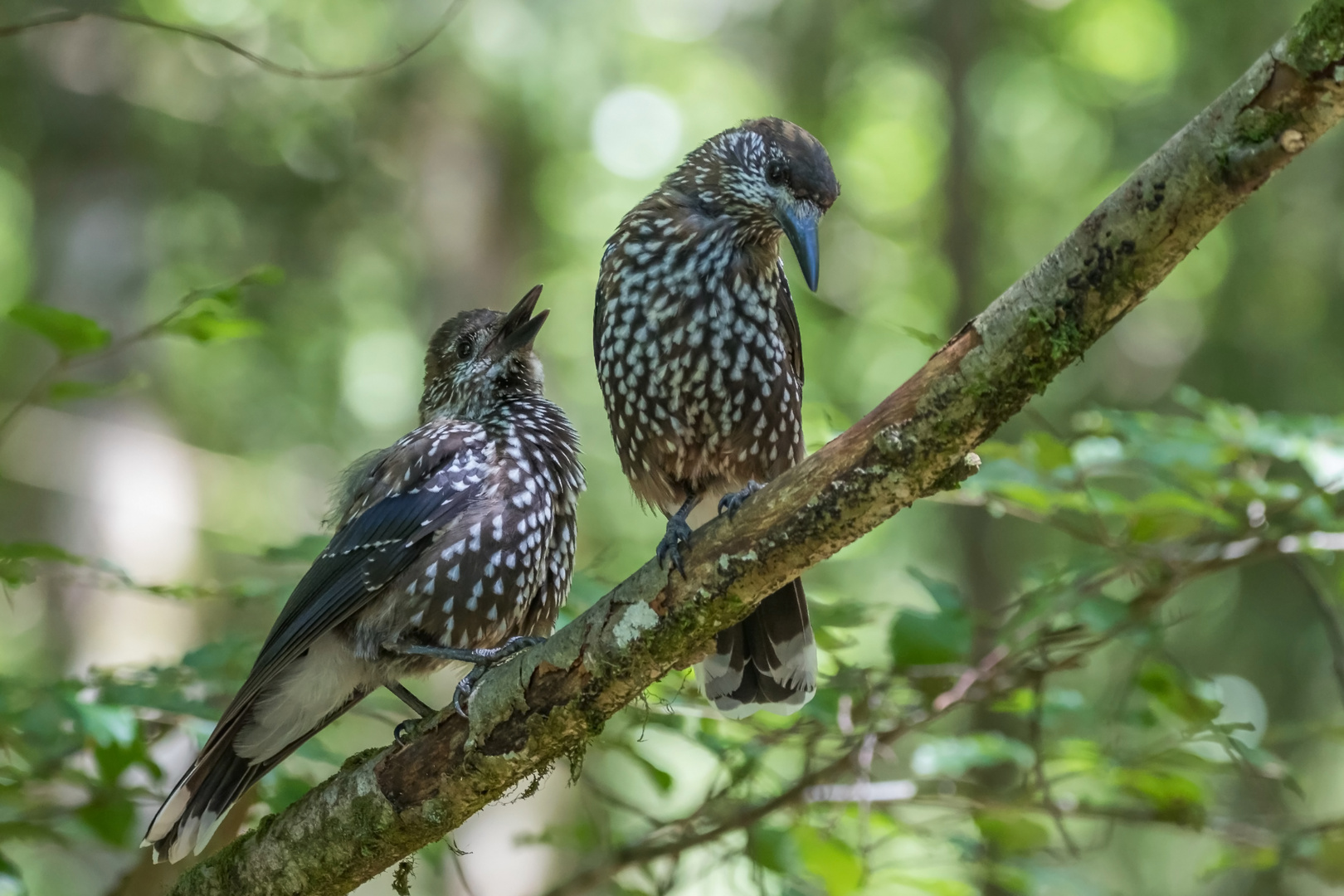 Tannenhäher mit Jungvogel