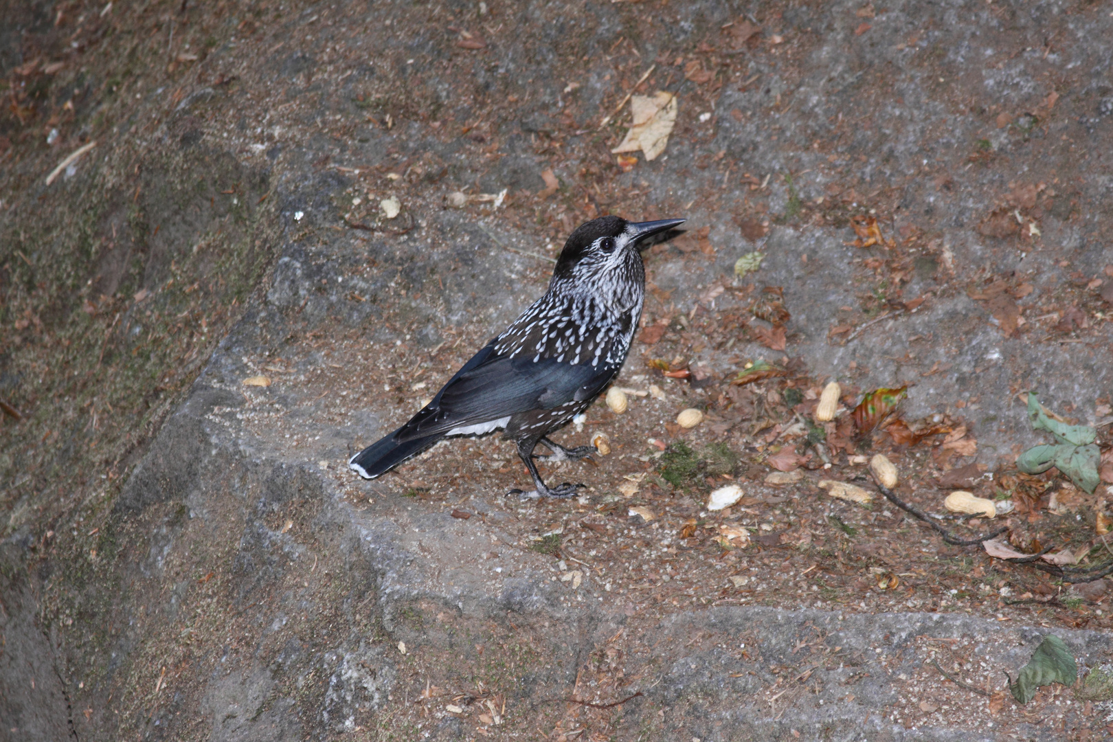 Tannenhäher (Nucifraga caryocatactes)