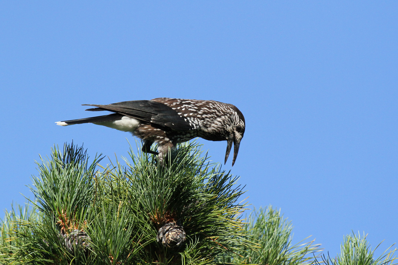 Tannenhäher (Nucifraga caryocatactes)