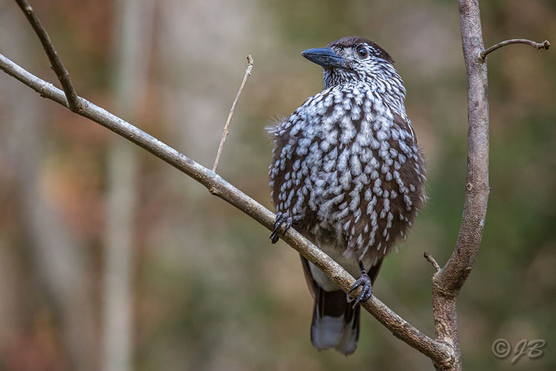 Tannenhäher (Nucifraga Caryocatactes)