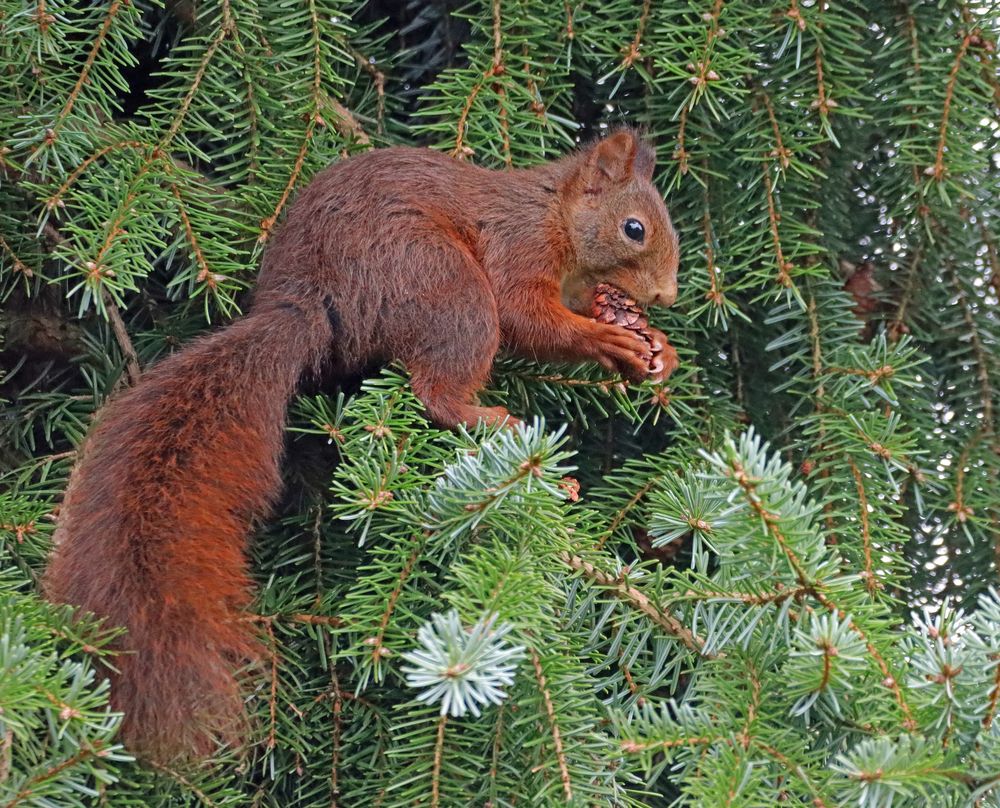 Tannenhörnchen