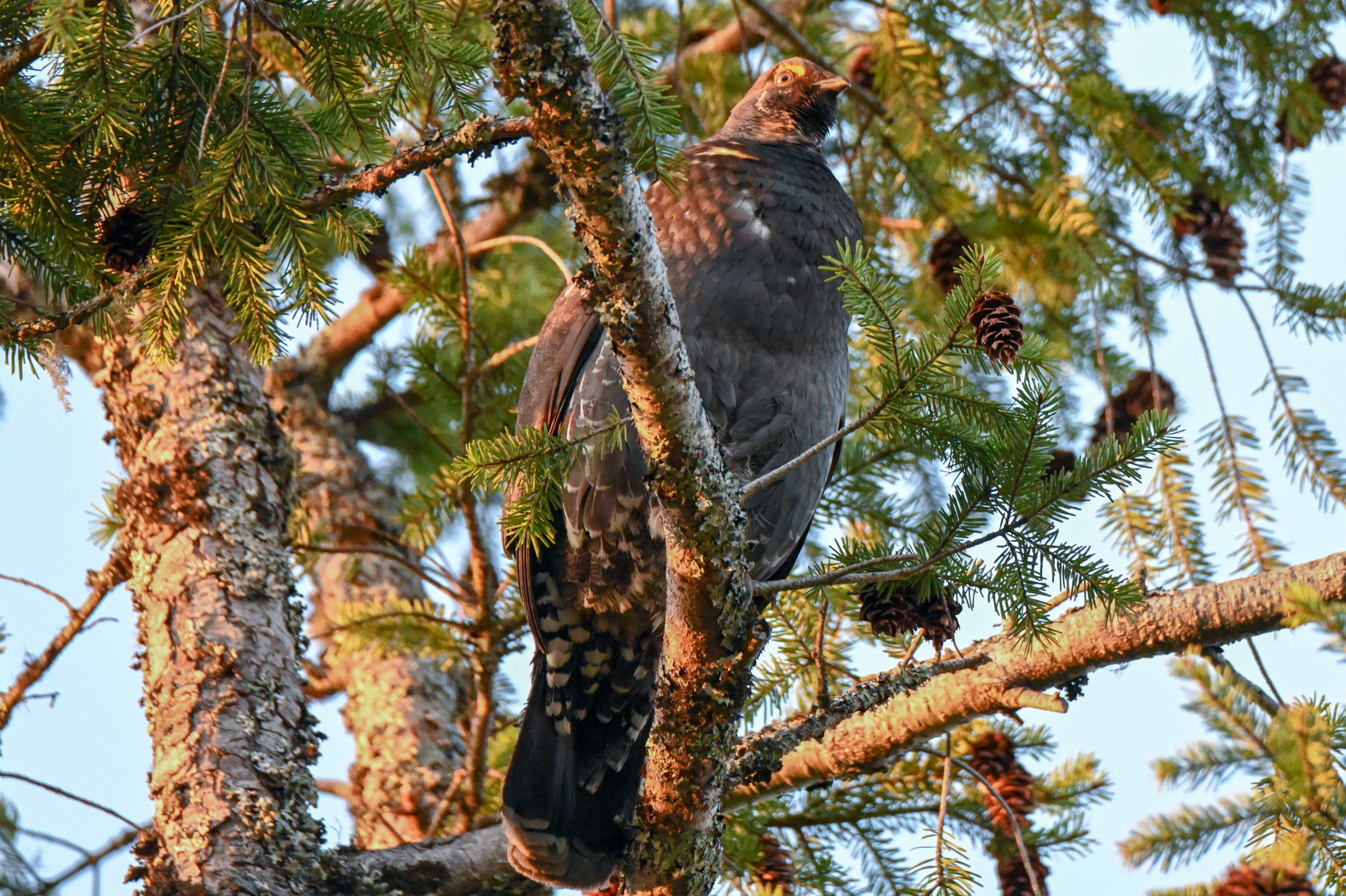 Tannenhuhn