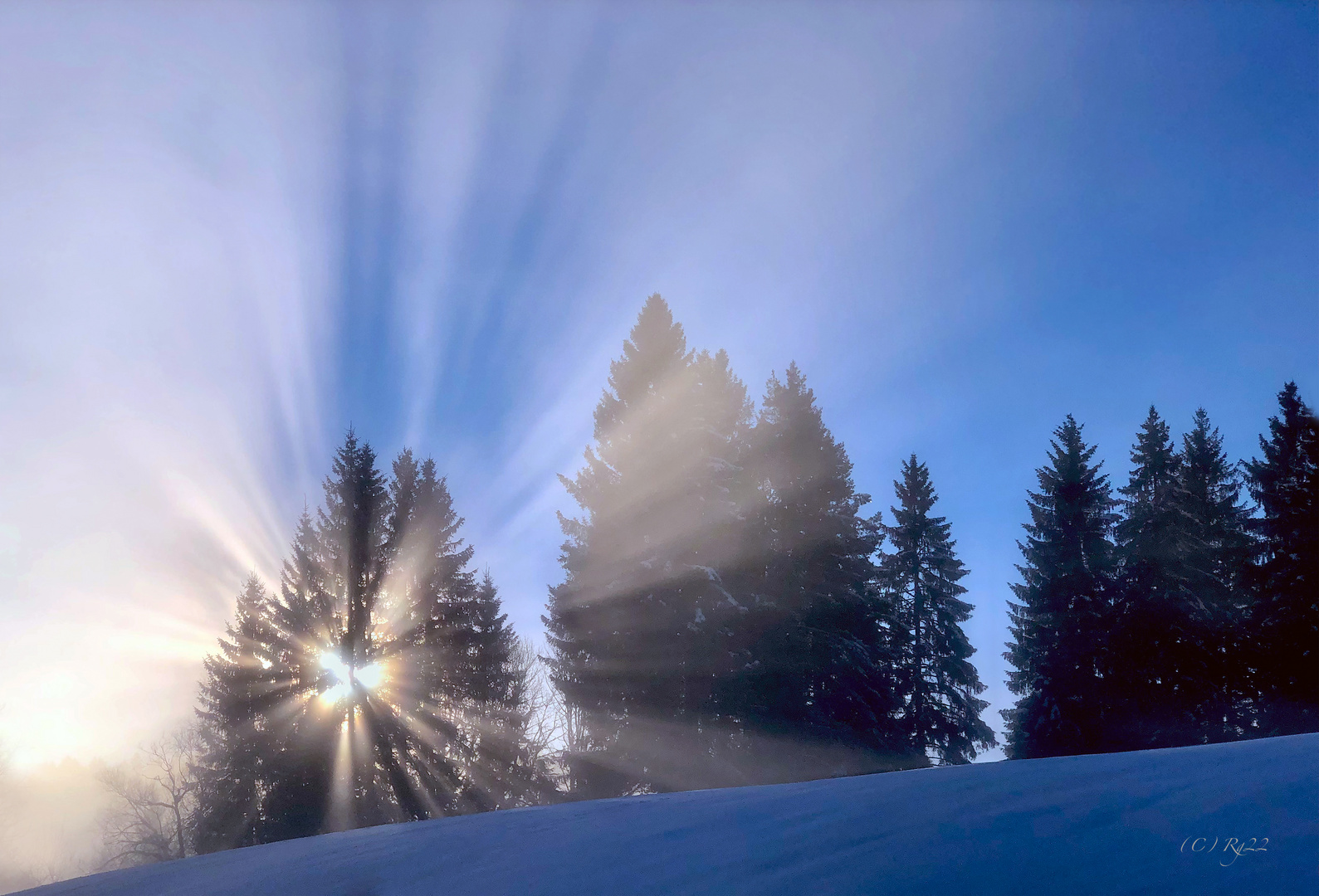 tannen.licht 