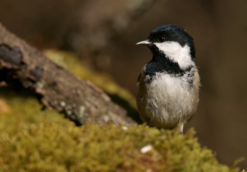 Tannenmeise 2 (Parus ater)