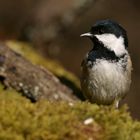 Tannenmeise 2 (Parus ater)