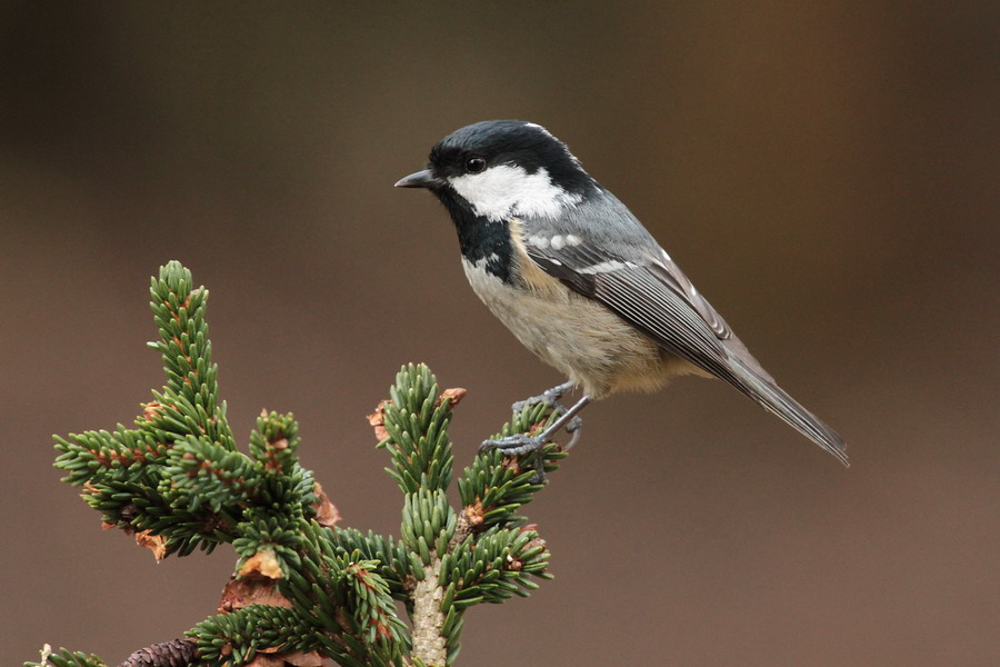 Tannenmeise 2 (Parus ater )