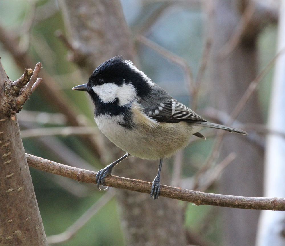 Tannenmeise 2 (Periparus ater)