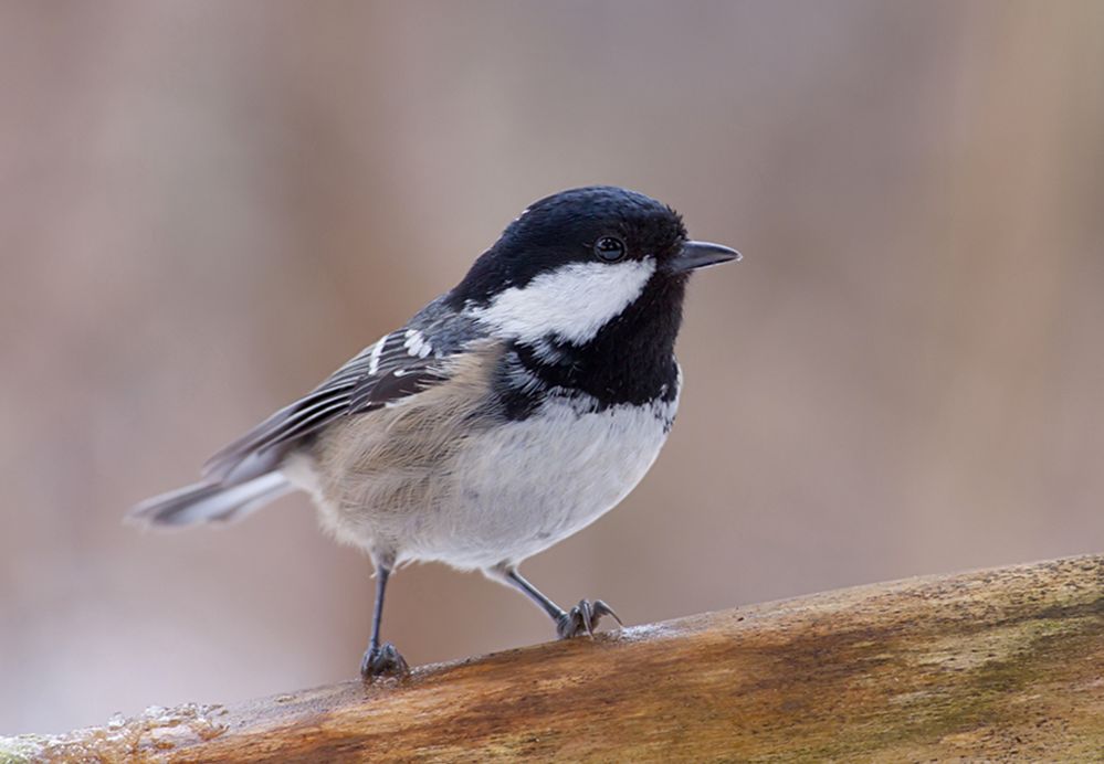 Tannenmeise Bilder: Zeichnen lernen mit den niedlichen Vögeln!