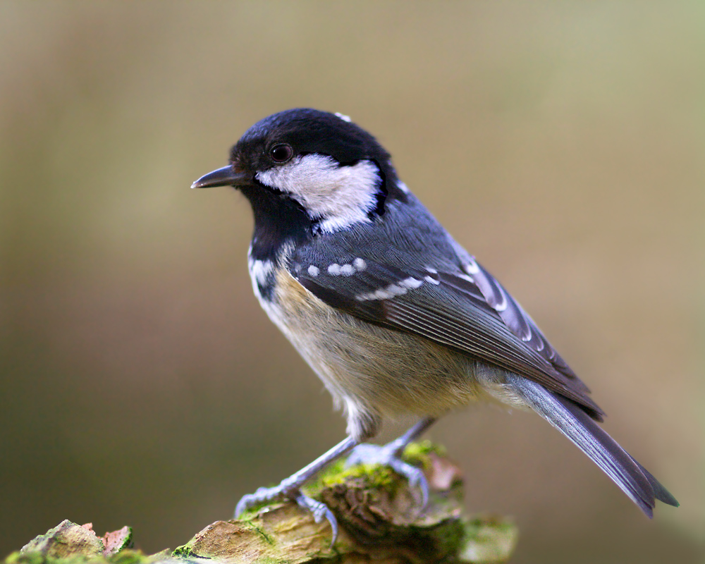 Tannenmeise Foto & Bild | tiere, wildlife, wild lebende vögel Bilder ...