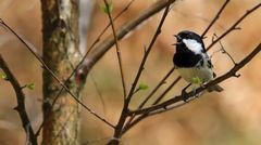 Tannenmeise, auch die mag ich gern