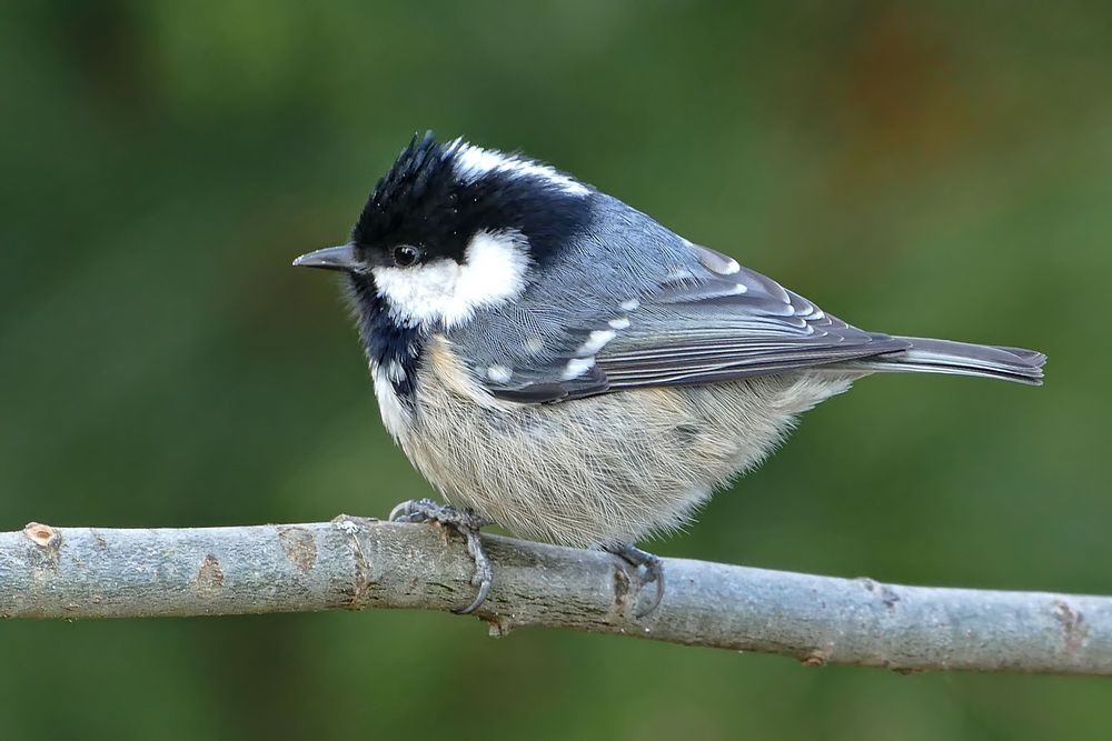 Tannenmeise Bilder: Zeichnen lernen mit den niedlichen Vögeln!
