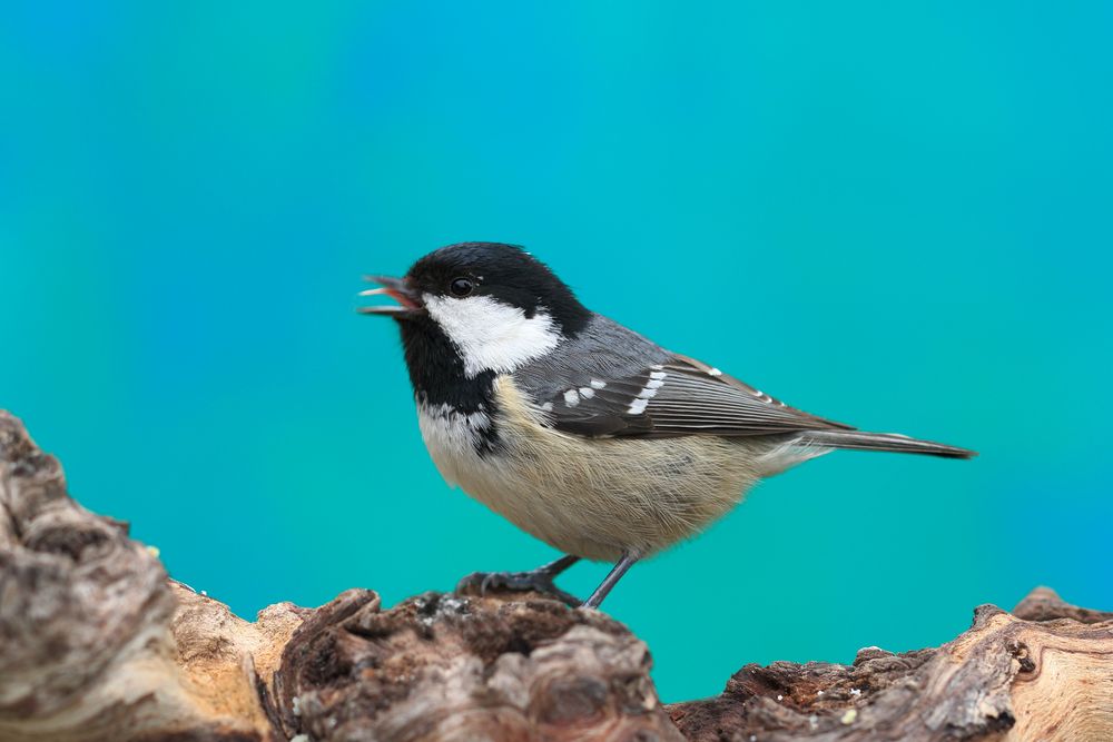 Tannenmeise im Garten