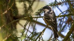 Tannenmeise im Geäst