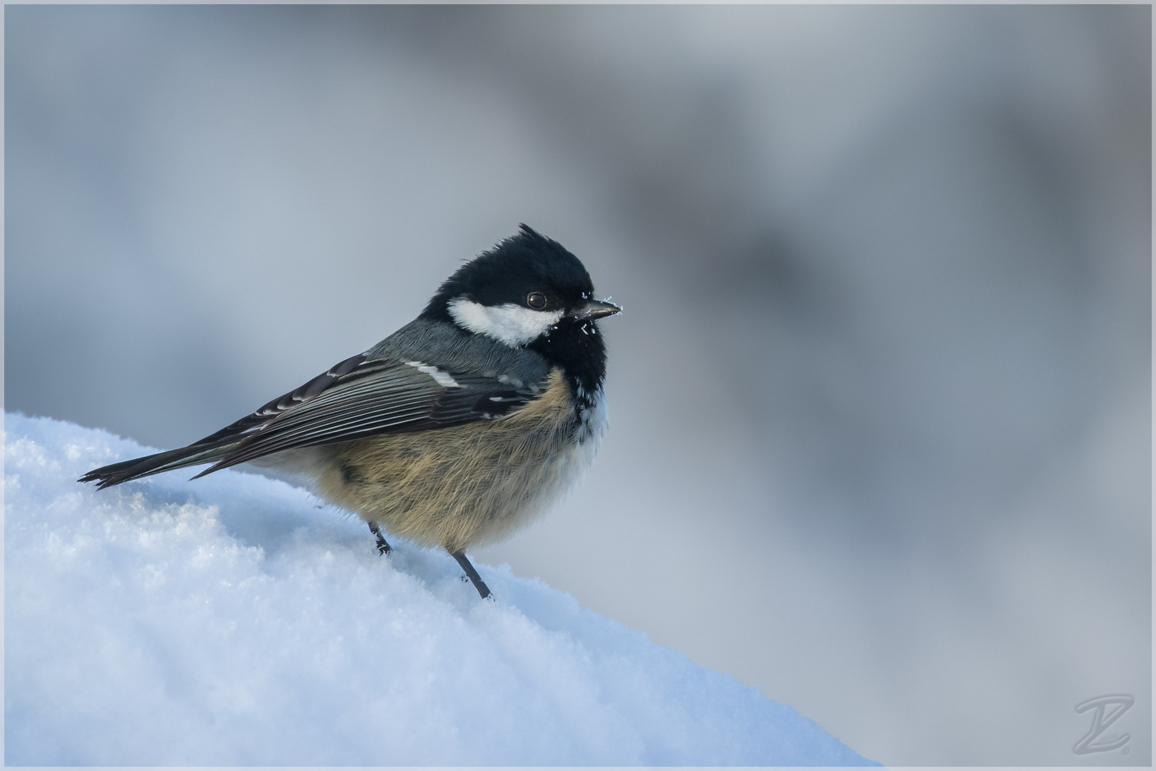 Tannenmeise im Schnee (Coal tit)