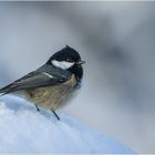 Tannenmeise im Schnee (Coal tit)