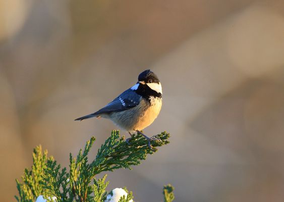 Tannenmeise im Winter