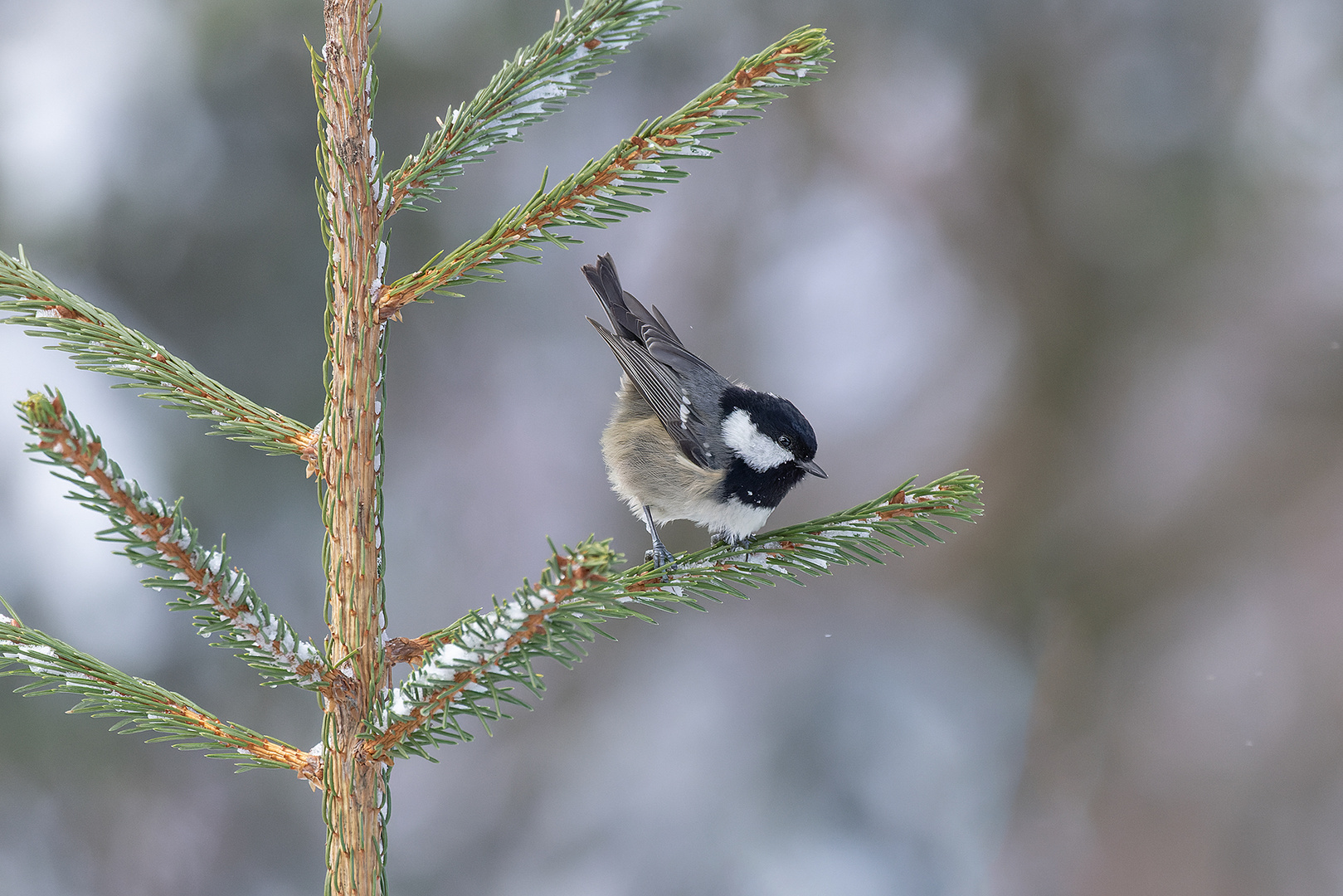 Tannenmeise im Winter