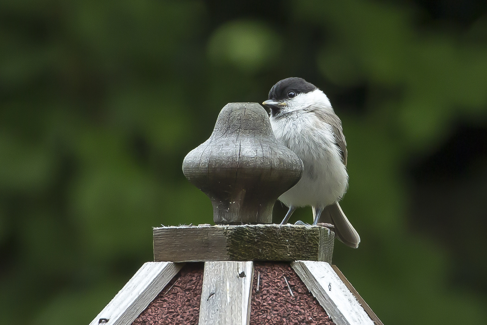 Tannenmeise - Jungvogel