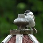 Tannenmeise - Jungvogel