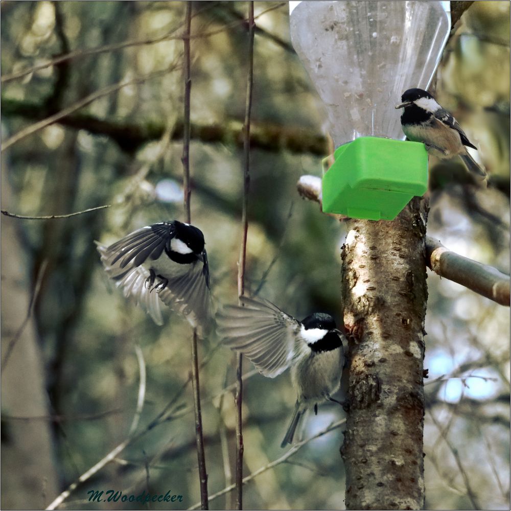 Tannenmeise mit Formationsflug